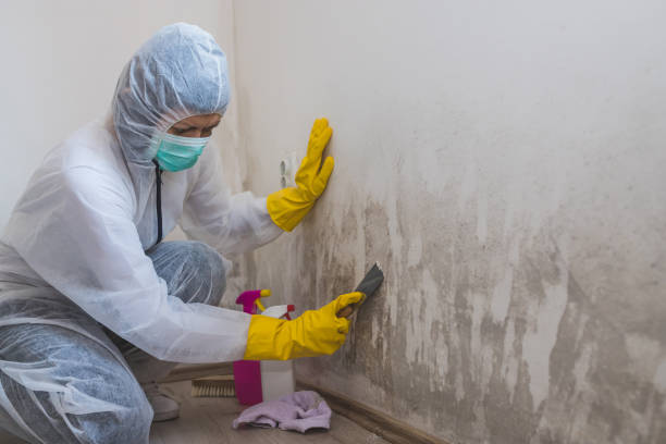 Best Toxic Mold Removal  in Preakness, NJ