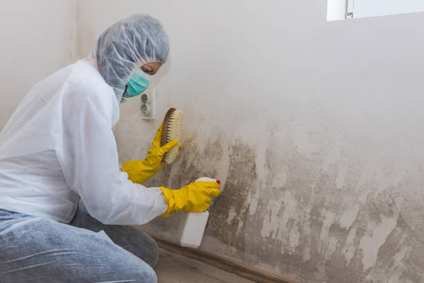 Best Residential Mold Removal  in Preakness, NJ