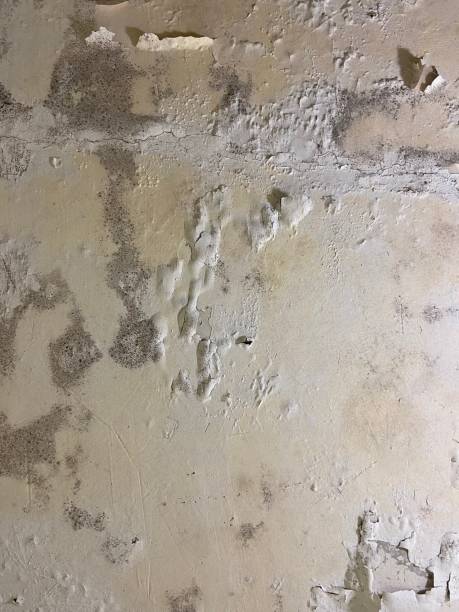 Best Local Mold Removal Service  in Preakness, NJ