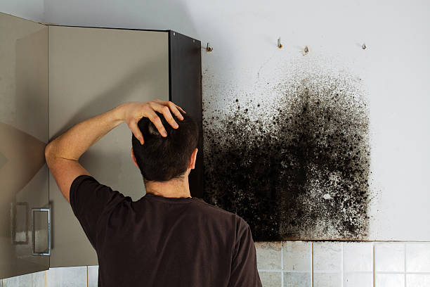 Best Home Mold Removal  in Preakness, NJ