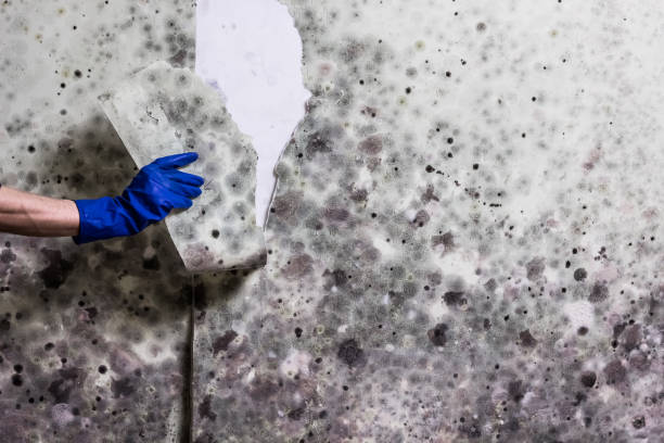 Best Mold Removal Company Near Me  in Preakness, NJ