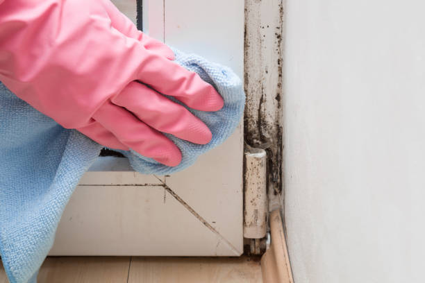 Best Commercial Mold Removal  in Preakness, NJ