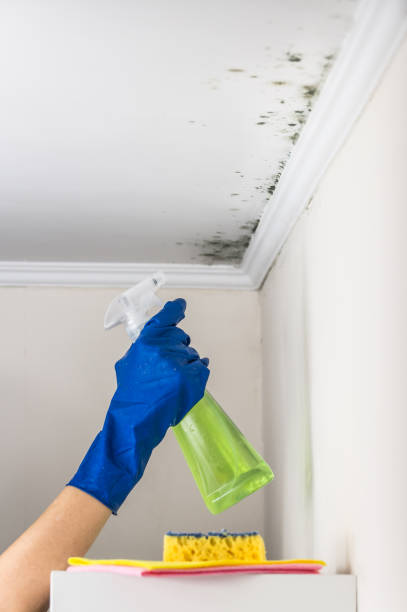 Best Commercial Mold Removal  in Preakness, NJ